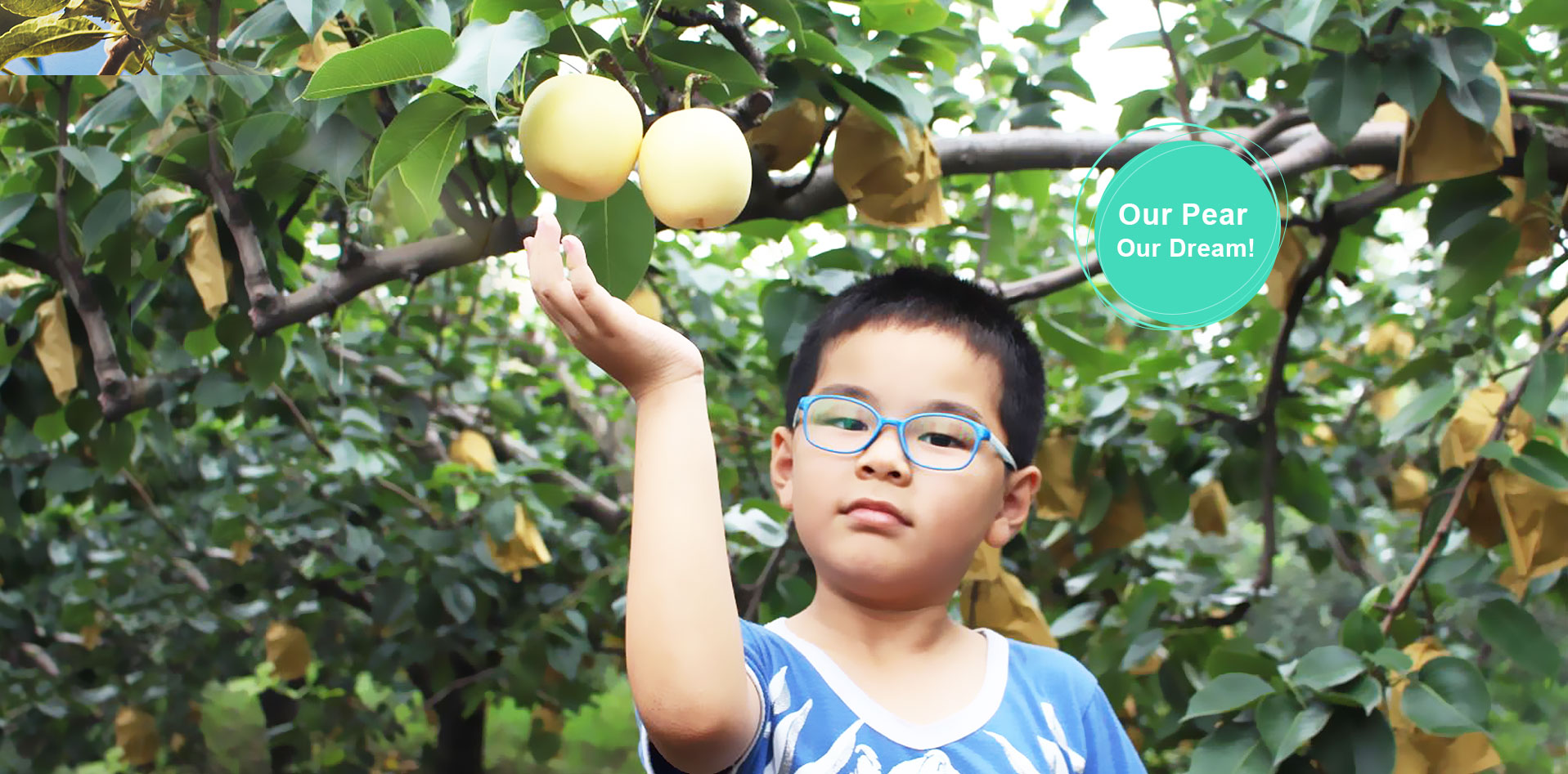 Huangguan Pear