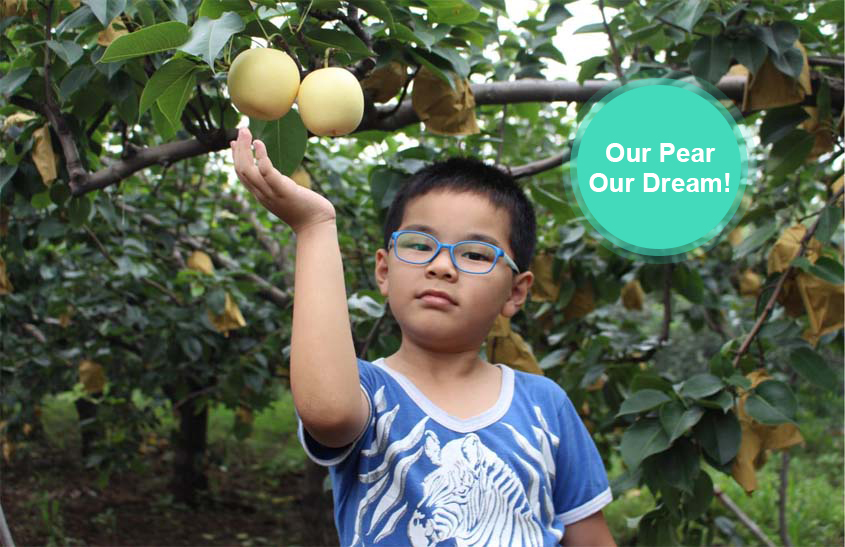 Our Pear, Our Dream